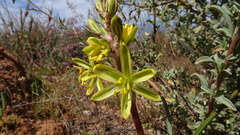 Albuca sabulosa