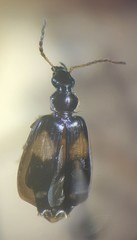 Lebia