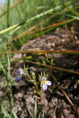 Porterella carnosula