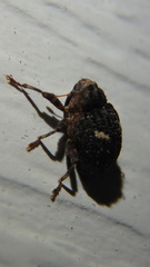 Eubulus bisignatus