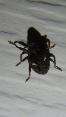 Eubulus bisignatus
