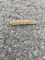 Noctua fimbriata