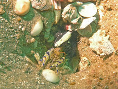 Cryptocentrus malindiensis