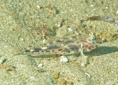 Fusigobius inframaculatus