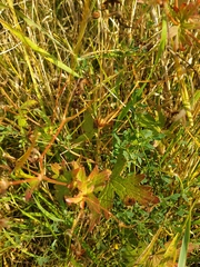 Geranium palustre