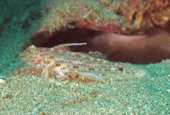 Fusigobius inframaculatus