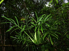 Monstera barrieri