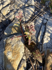 Lachenalia variegata