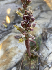 Lachenalia variegata