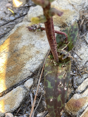 Lachenalia variegata