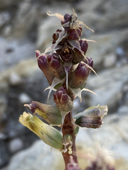 Lachenalia variegata