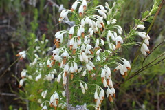 Erica intermedia intermedia