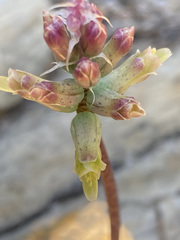 Lachenalia variegata