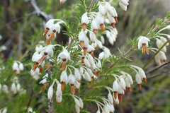 Erica intermedia intermedia