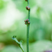 Botrychium montanum - Photo (c) Ken-ichi Ueda,  זכויות יוצרים חלקיות (CC BY)