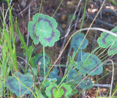 Image of Pelargonium tabulare by (c) linkie, some rights reserved (CC BY)