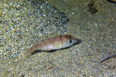 Pagellus erythrinus