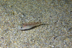 Pagellus erythrinus