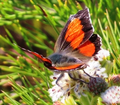 Capys alphaeus alphaeus