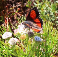 Capys alphaeus alphaeus