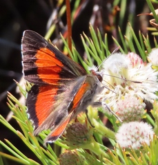 Capys alphaeus alphaeus