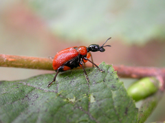 Apoderus coryli