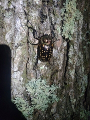 Cheirotonus formosanus