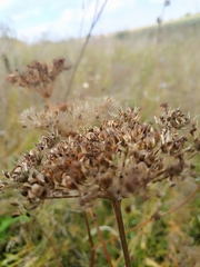 Selinum carvifolia