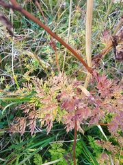 Selinum carvifolia