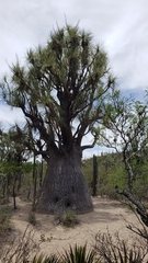 Beaucarnea