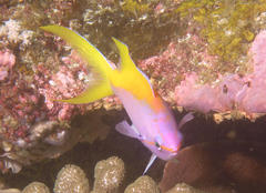 Mirolabrichthys evansi