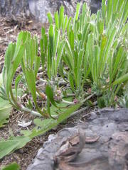 Centella tridentata tridentata