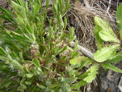 Centella tridentata tridentata