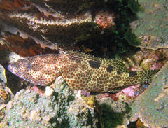 Epinephelus spilotoceps