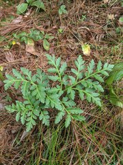 Sceptridium rugulosum