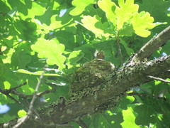 Coccothraustes coccothraustes