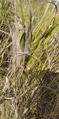 Cheiracanthium punctorium