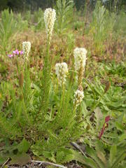 Dischisma ciliatum ciliatum