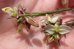 Polygala ericifolia