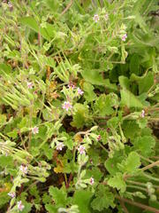 Pelargonium althaeoides
