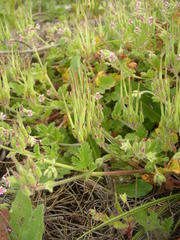 Pelargonium althaeoides