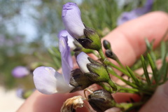 Psoralea arborea