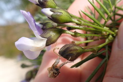 Psoralea arborea