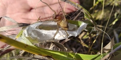 Cheiracanthium punctorium