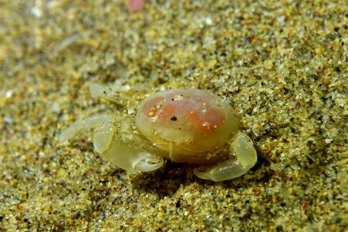 Pea Crab, photo 2 of 7