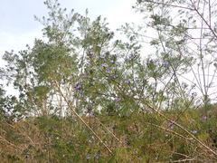 Psoralea arborea