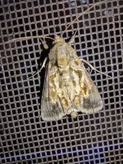 Argyrogramma verruca