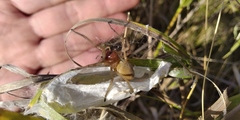 Cheiracanthium punctorium