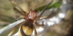 Cheiracanthium punctorium
