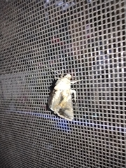 Argyrogramma verruca